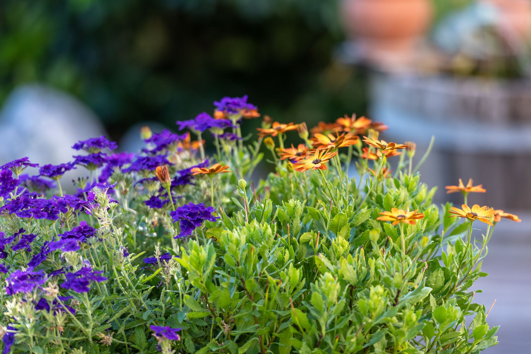 Blühende Akzente im Garten
